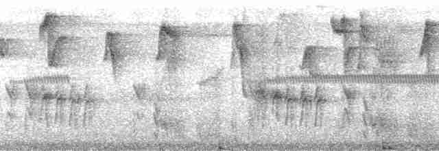 Колібрі-шаблекрил юкатанський (підвид excellens) - ML127306