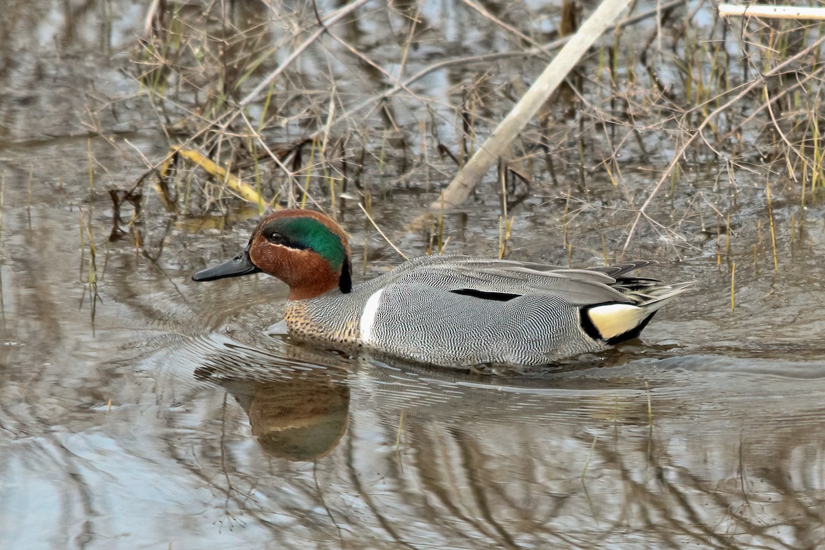 Green-winged Teal - ML127306041