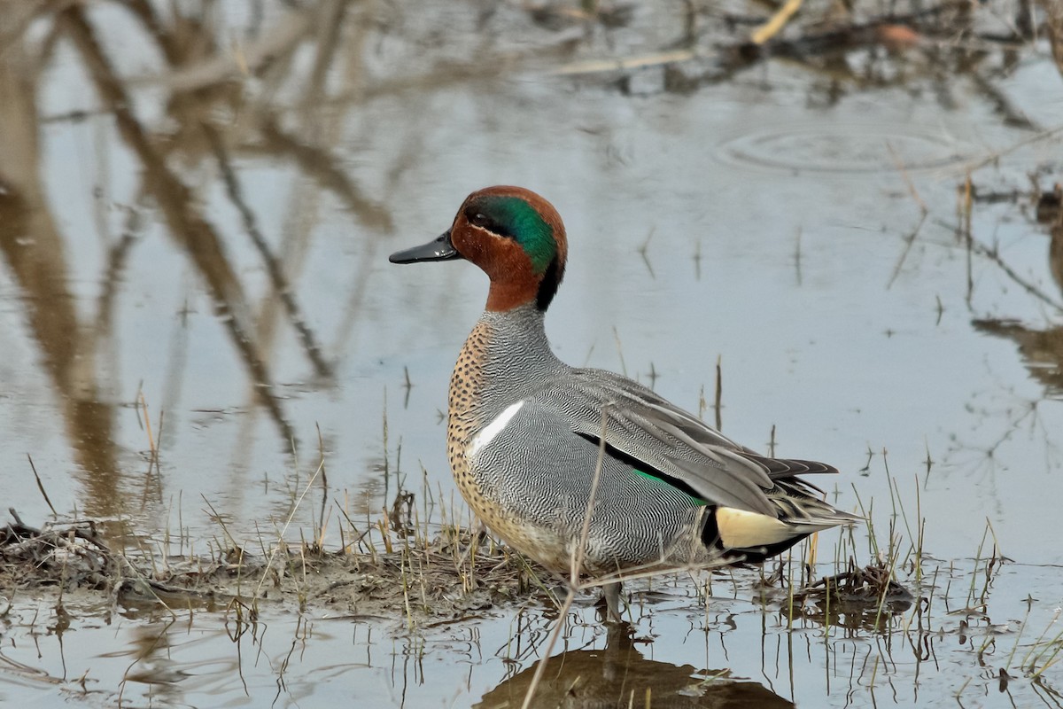 Green-winged Teal - ML127306061