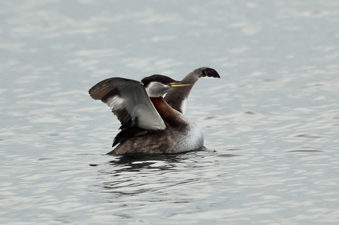 Red-necked Grebe - ML127306221