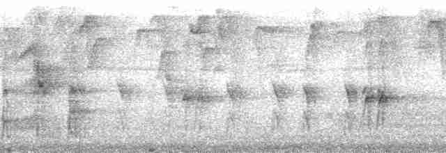 Колібрі-шаблекрил юкатанський (підвид excellens) - ML127307