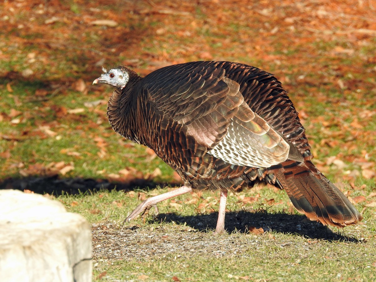 Wild Turkey - Theresa Dobko (td birder)
