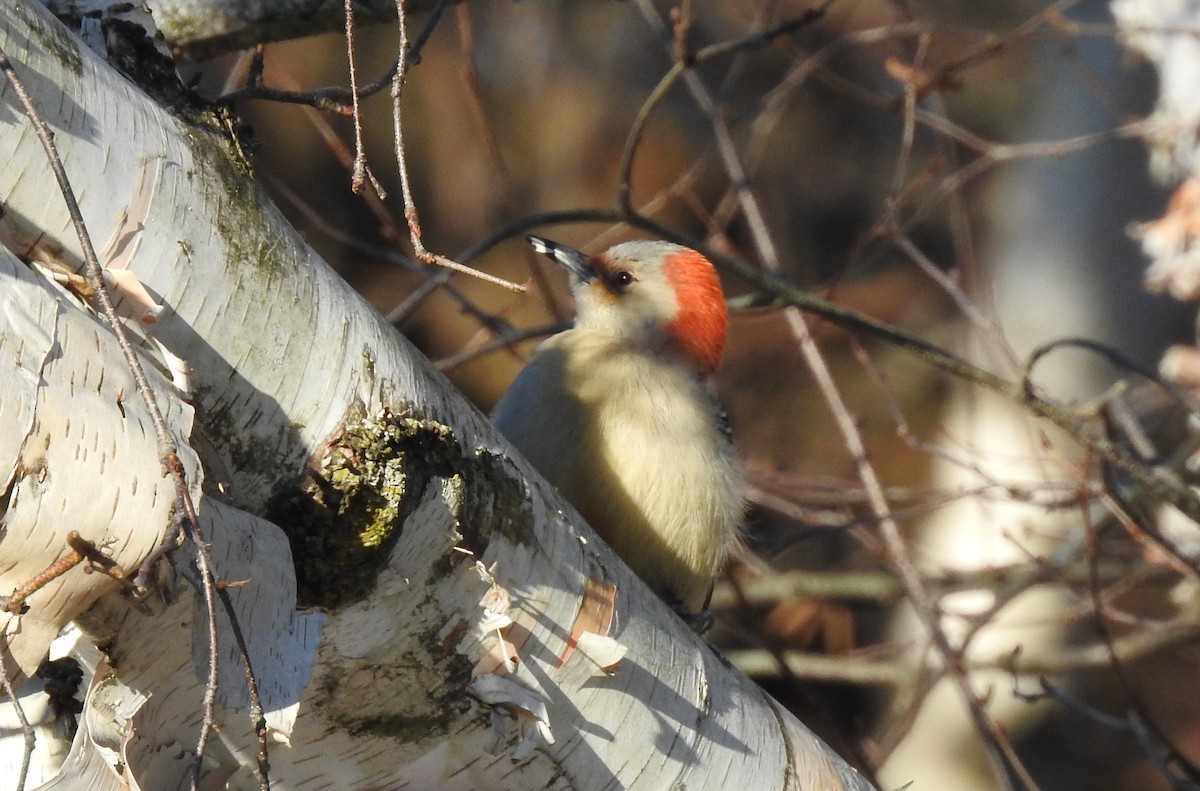 Red-bellied Woodpecker - ML127309541