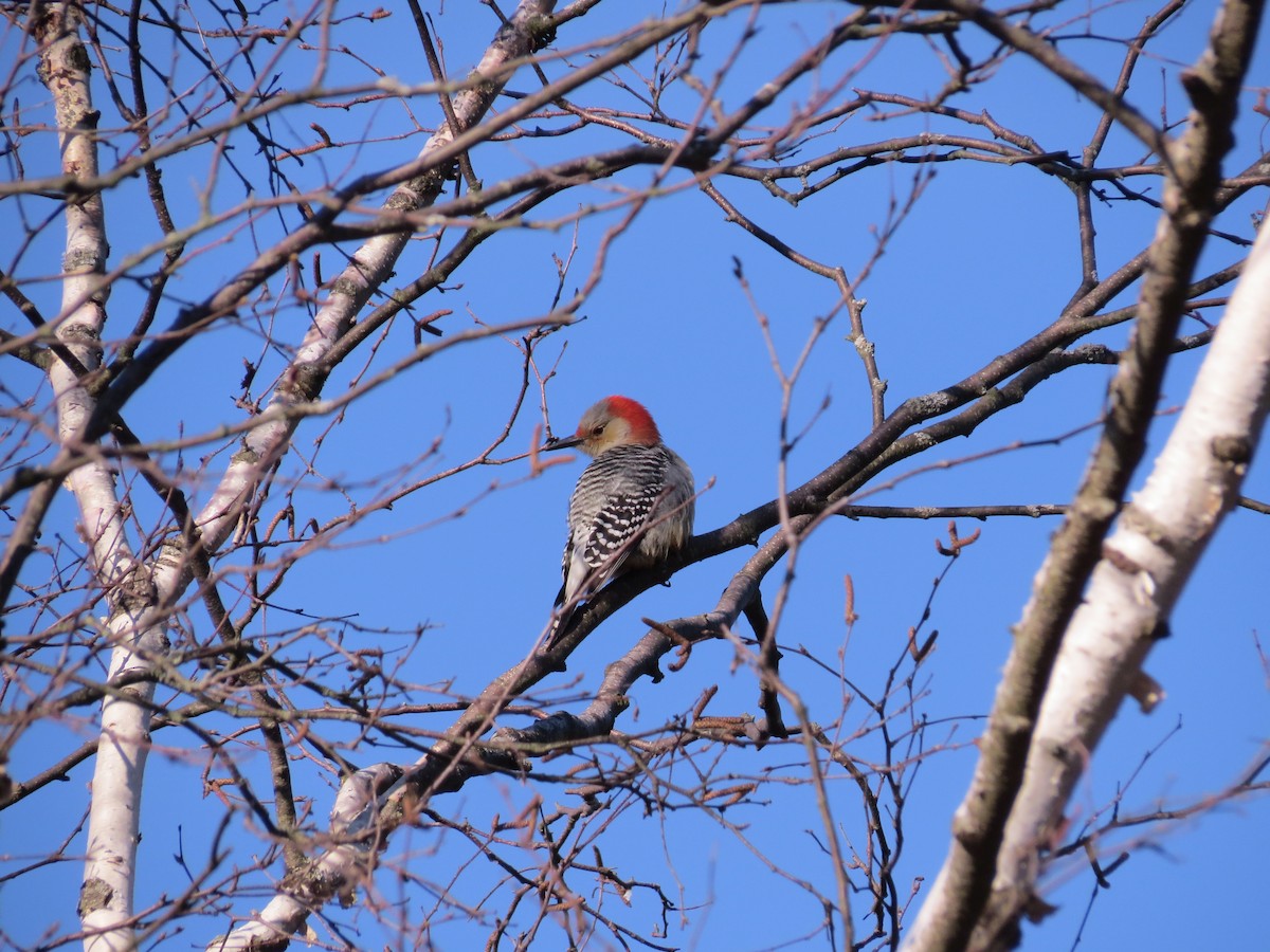 Red-bellied Woodpecker - ML127312251