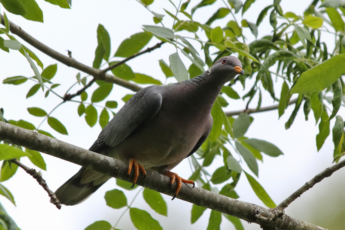 Band-tailed Pigeon - ML127313021