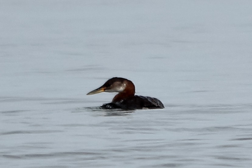 Red-necked Grebe - ML127313761