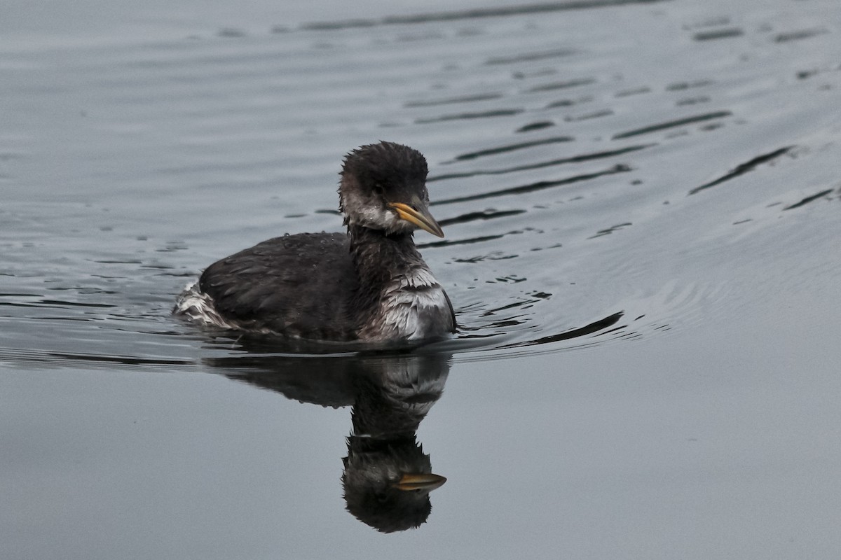 Red-necked Grebe - ML127318031