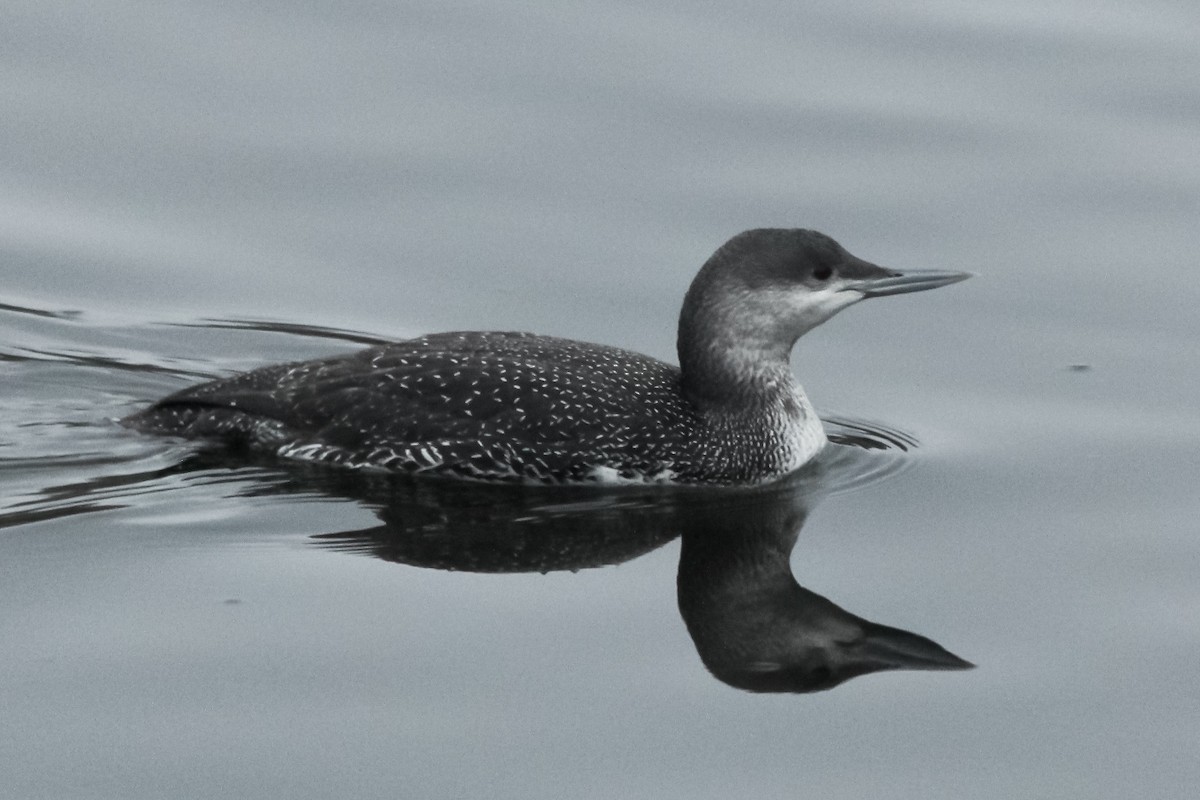 Red-throated Loon - Jason Taylor