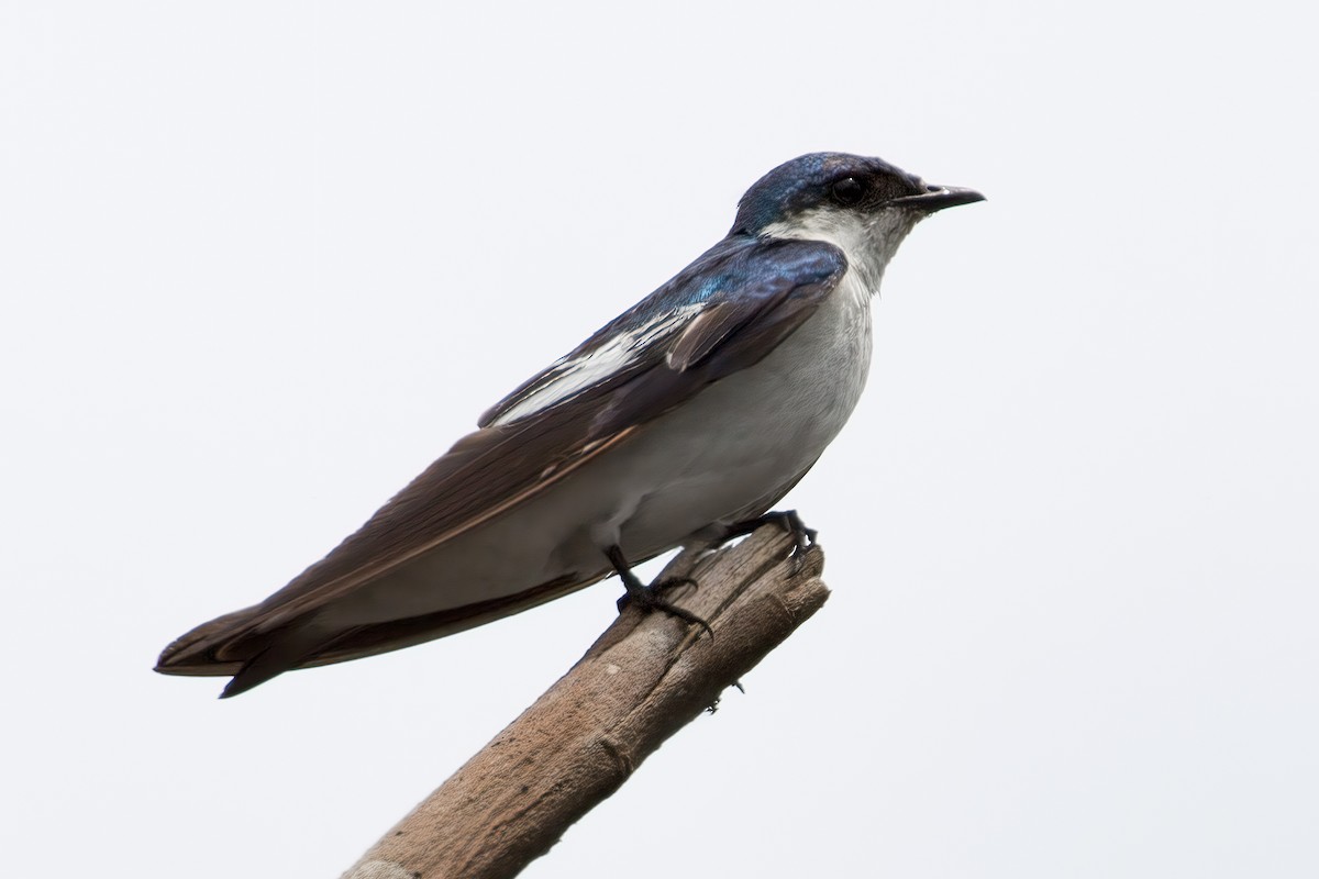 White-winged Swallow - ML127322031