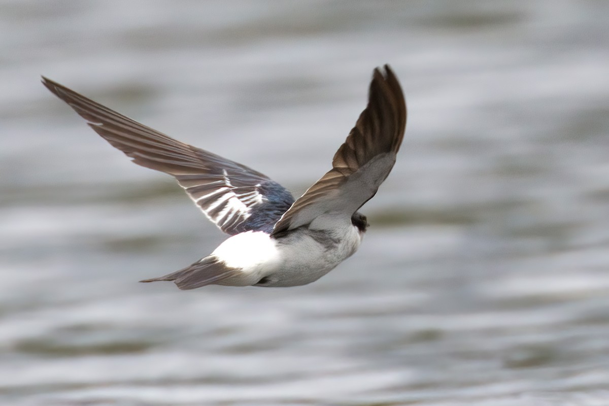 White-winged Swallow - ML127322071