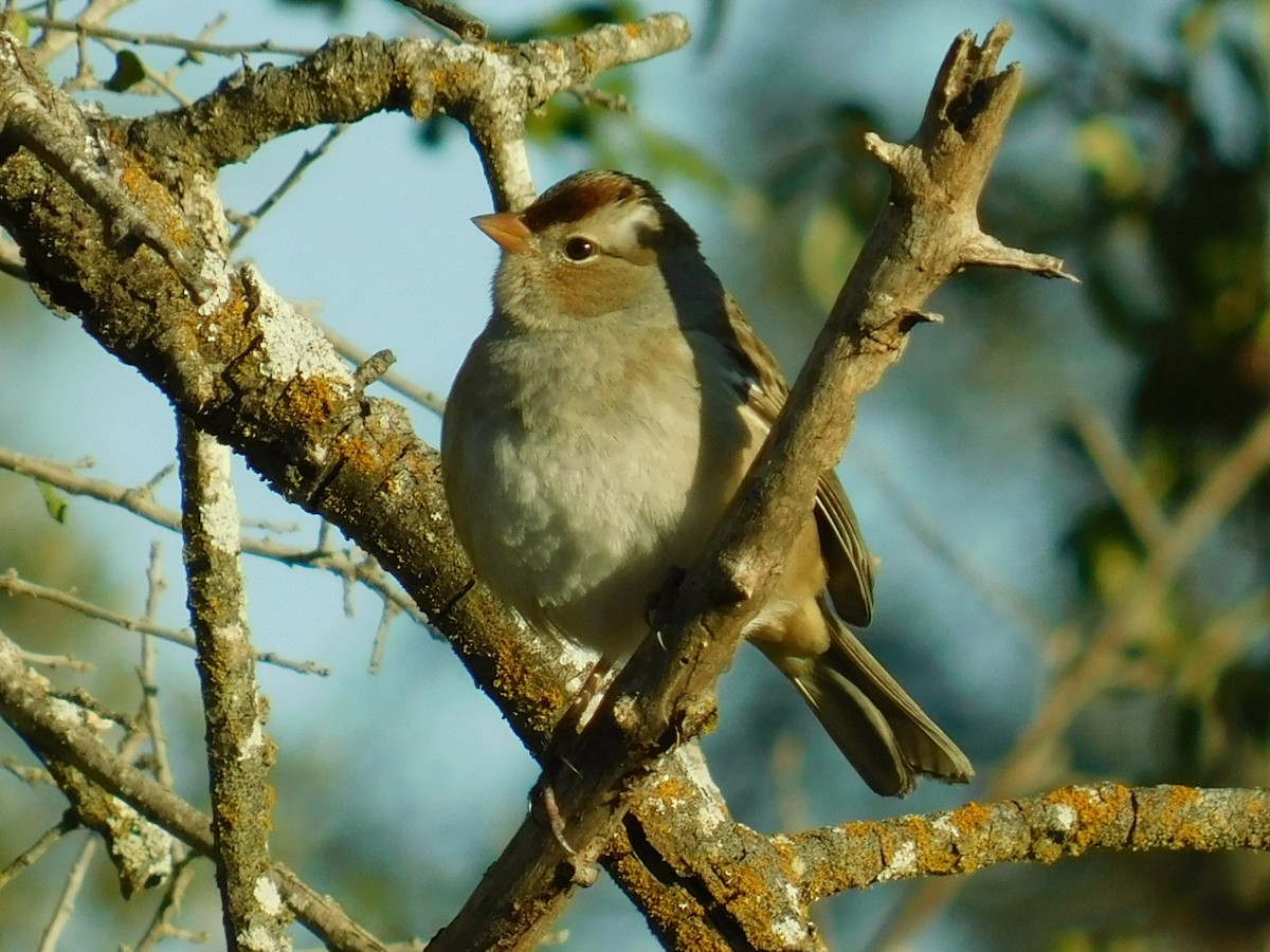 White-crowned Sparrow - Ezekiel Dobson