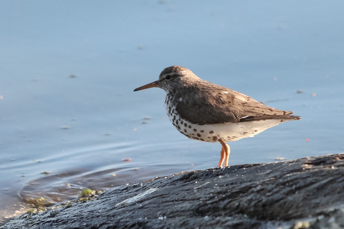 Spotted Sandpiper - Jason Taylor