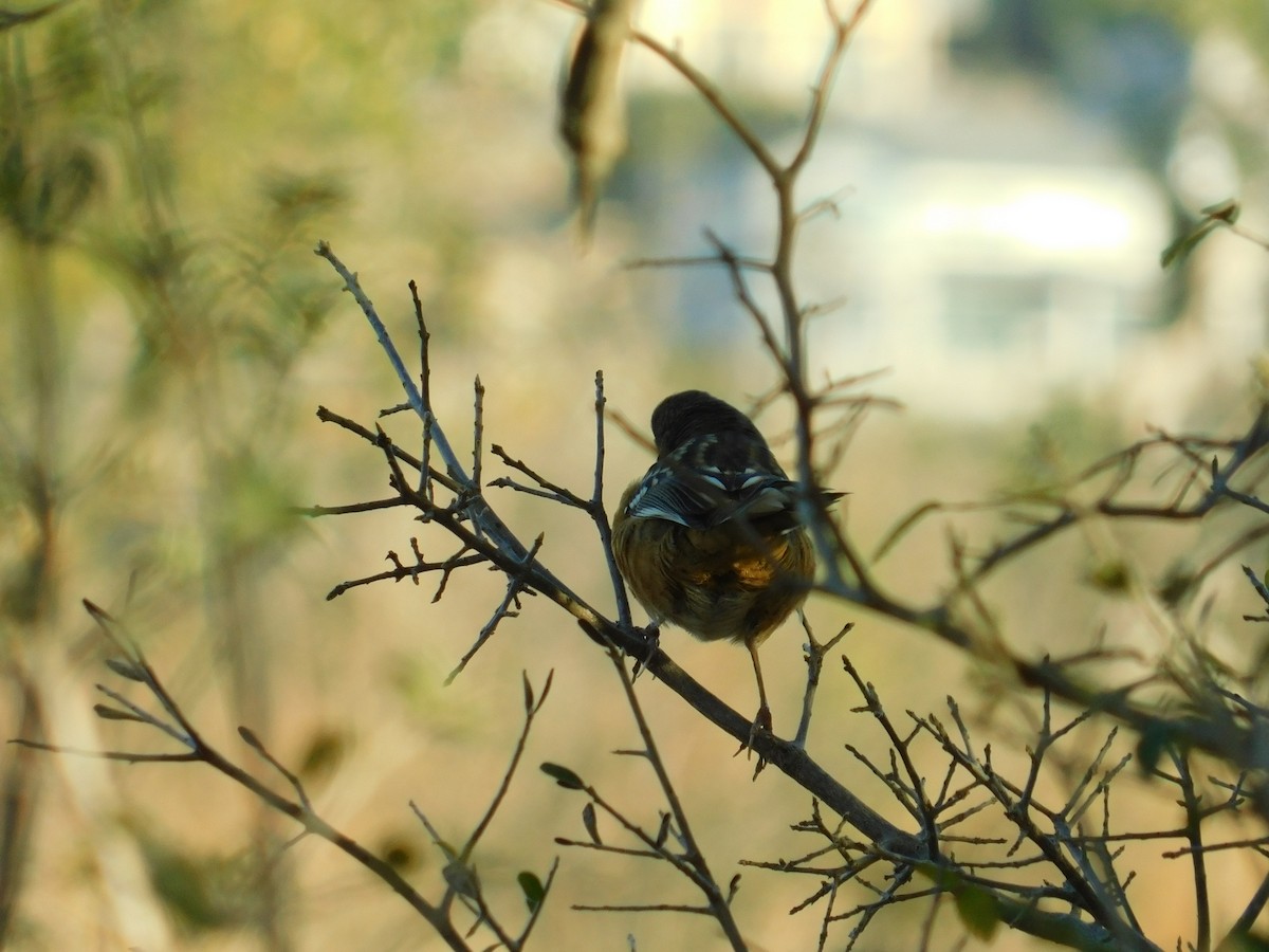 Spotted Towhee - ML127323921