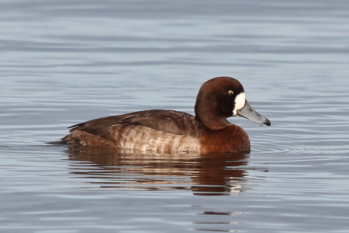 Greater Scaup - ML127323951