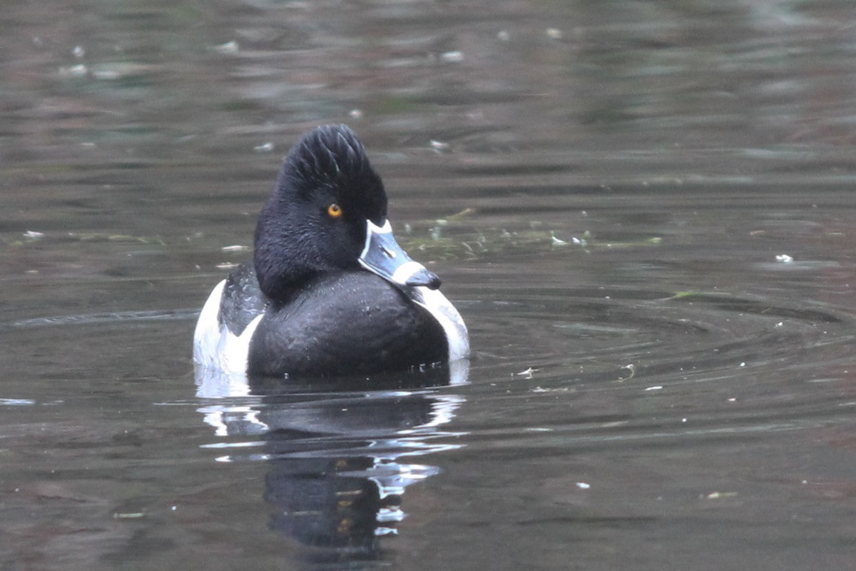 Ring-necked Duck - Jason Taylor