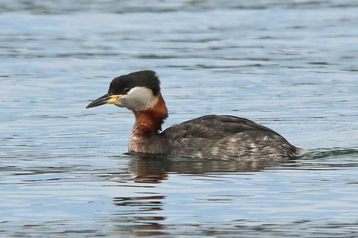 Red-necked Grebe - ML127324431