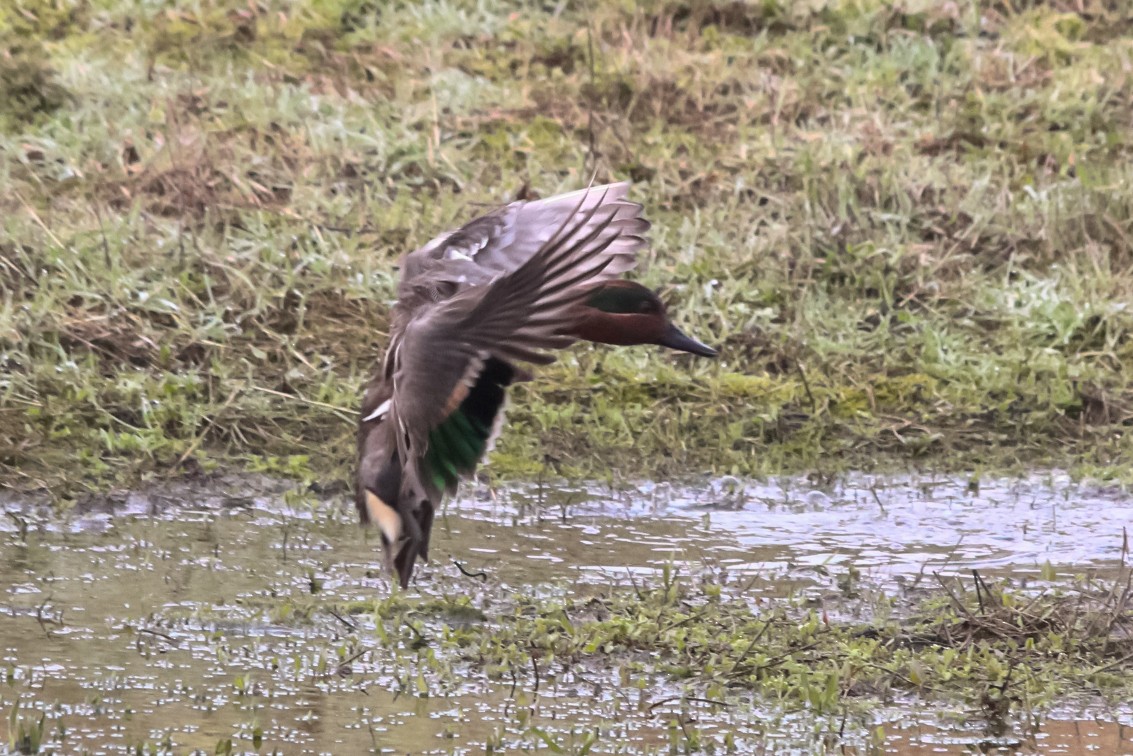 Green-winged Teal - ML127324471