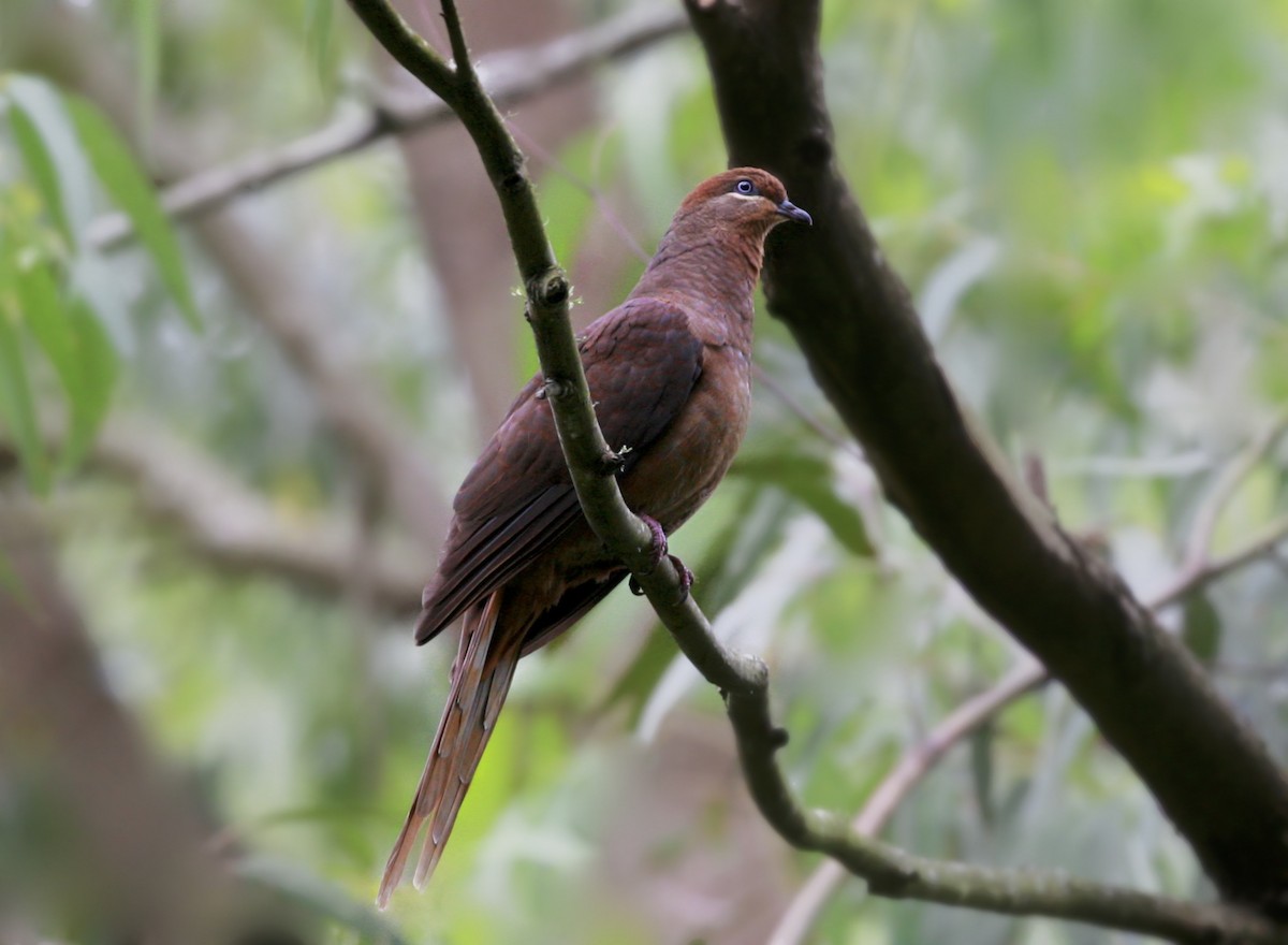 Brown Cuckoo-Dove - Anonymous