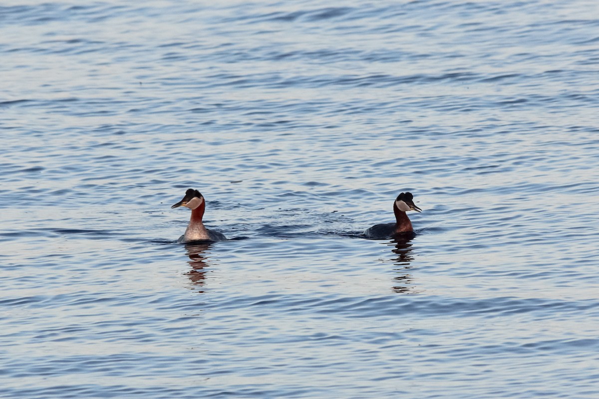 Red-necked Grebe - ML127325041