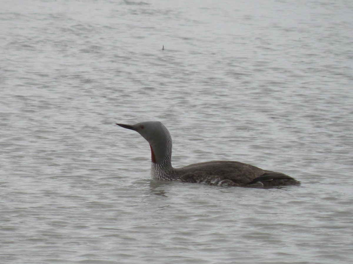Red-throated Loon - ML127326351