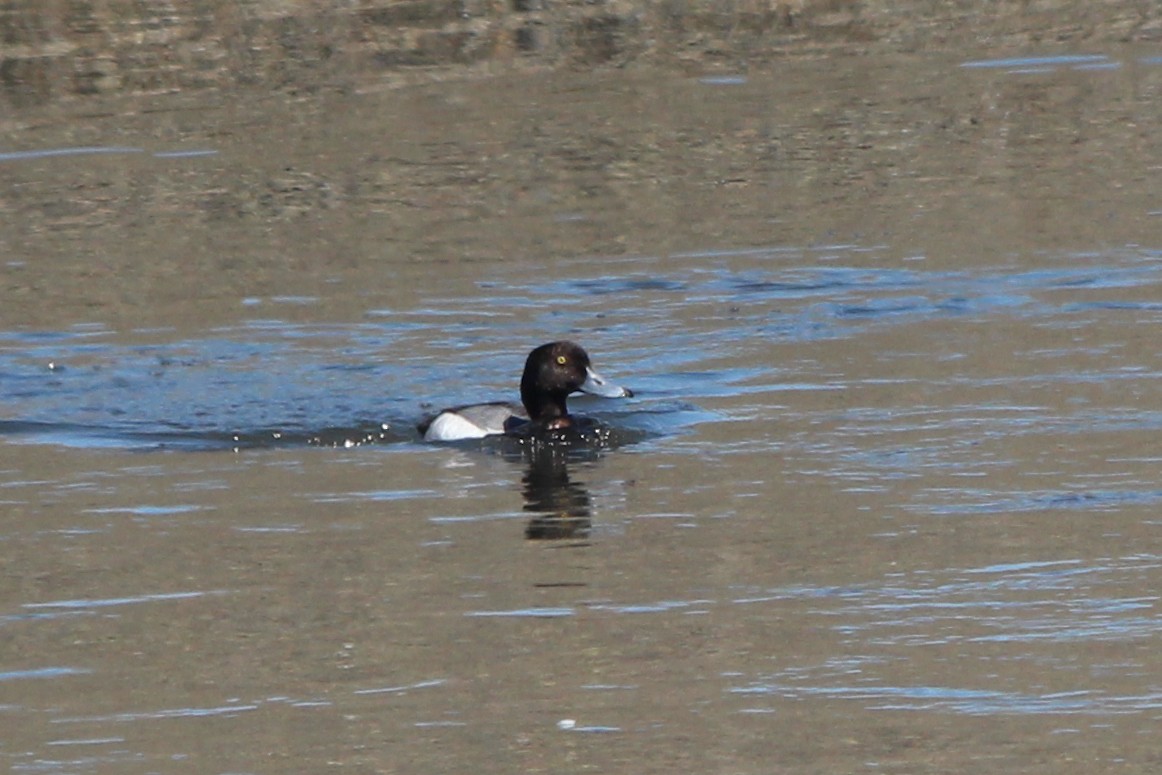Greater Scaup - ML127327801