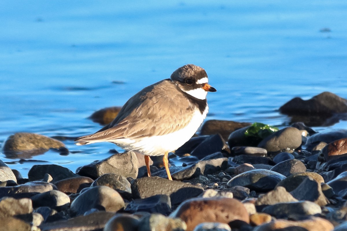 Semipalmated Plover - ML127330021