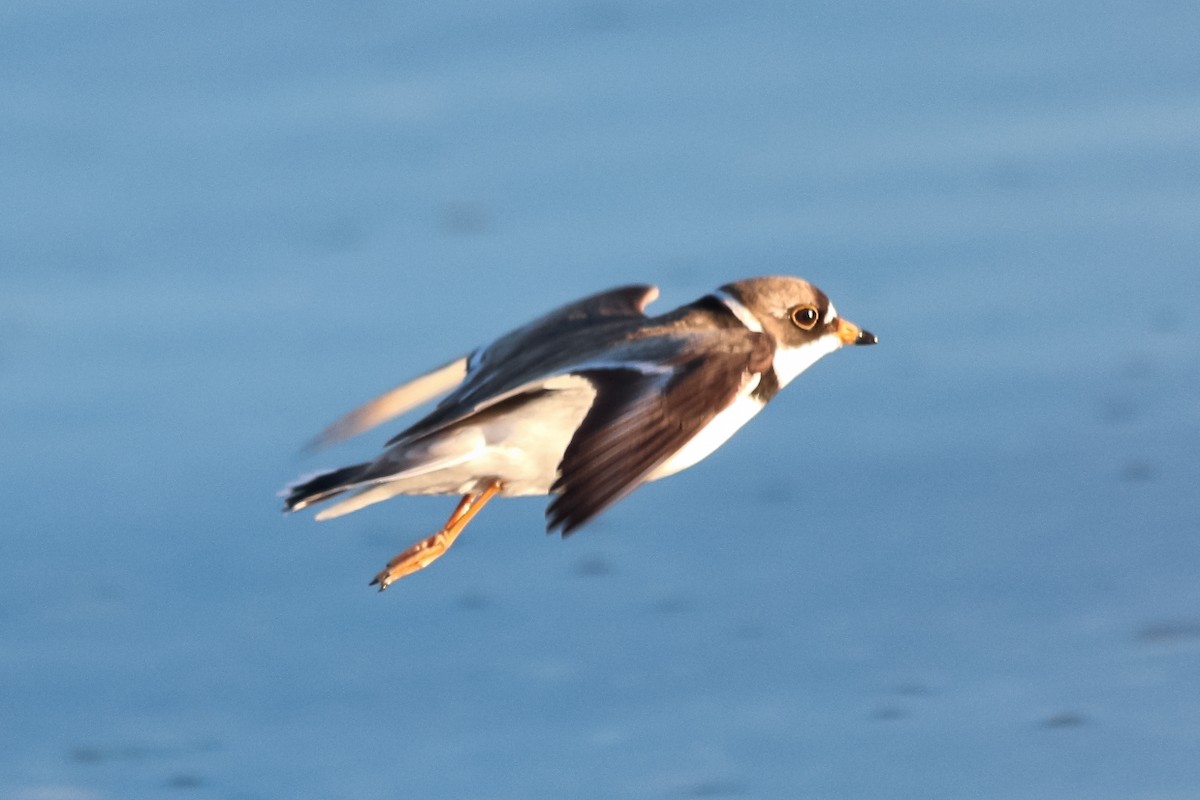 Semipalmated Plover - ML127330051