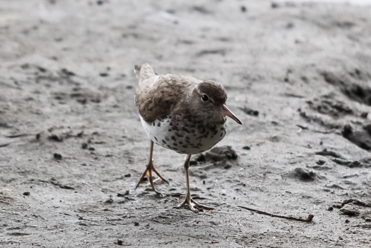 Spotted Sandpiper - Jason Taylor