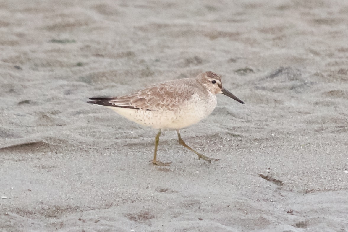 Red Knot - ML127331331