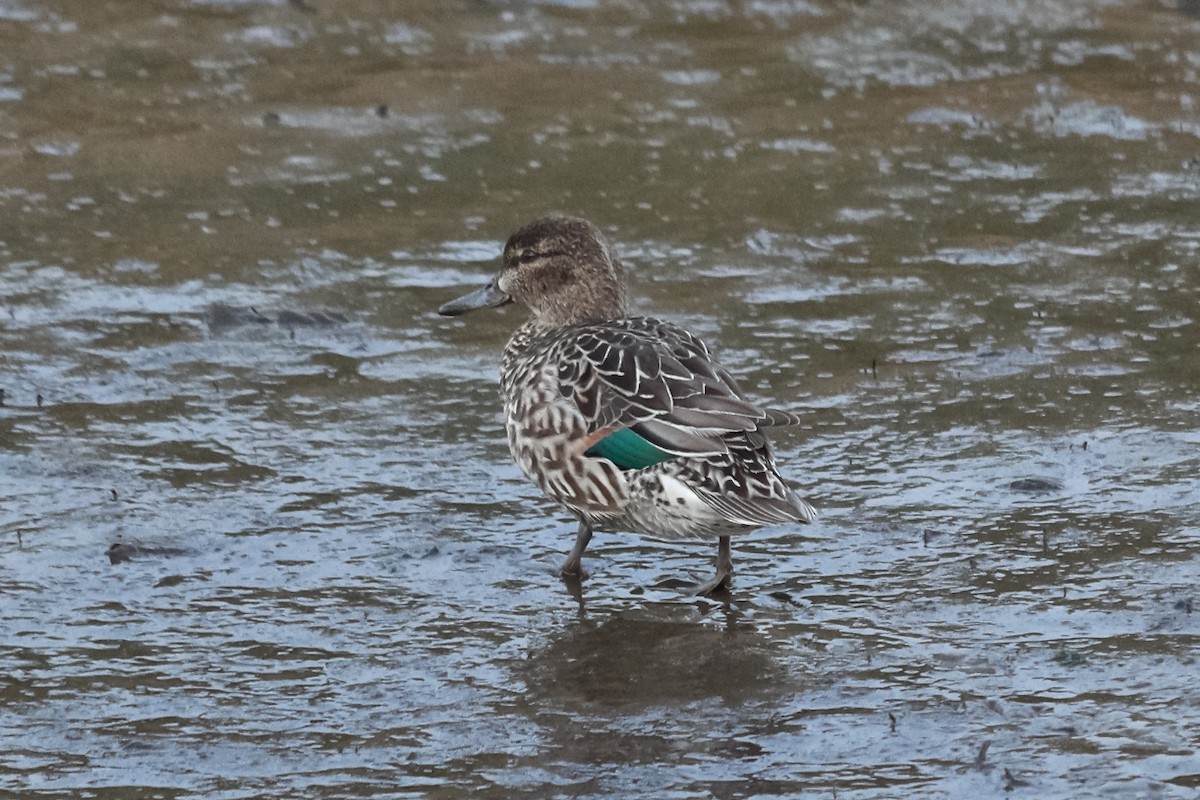 Green-winged Teal - ML127332761