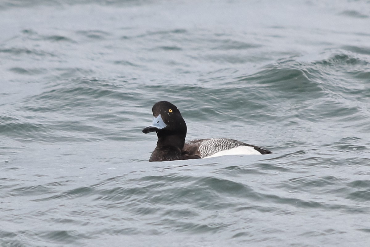 Greater Scaup - ML127333271