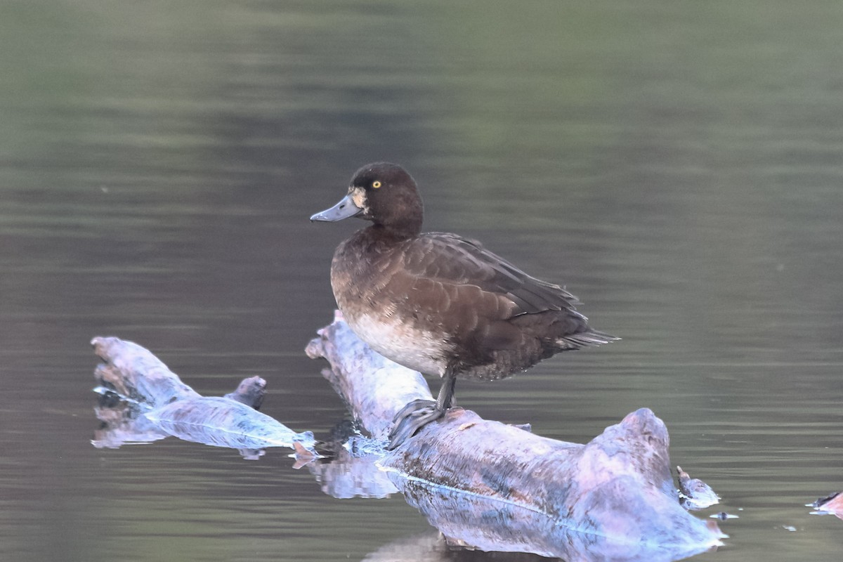 Greater Scaup - ML127334571