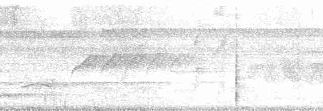 langhaletreløper (pallida gr.) - ML127336
