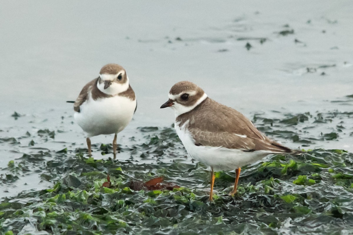 Semipalmated Plover - ML127336301