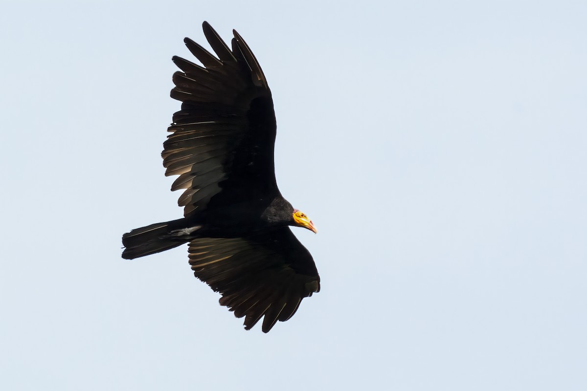 Greater Yellow-headed Vulture - ML127336471