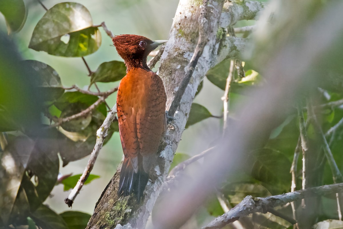 Waved Woodpecker (Scale-breasted) - ML127338851