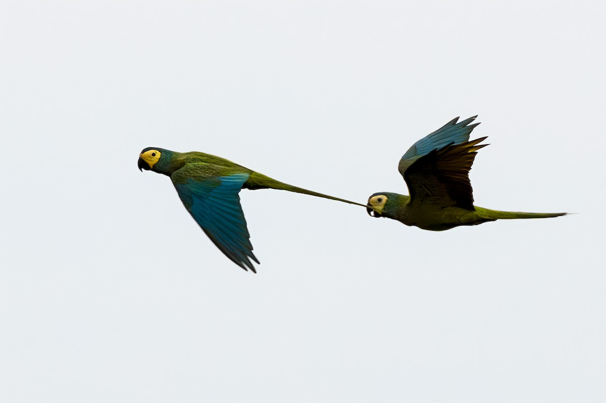 Red-bellied Macaw - ML127339041
