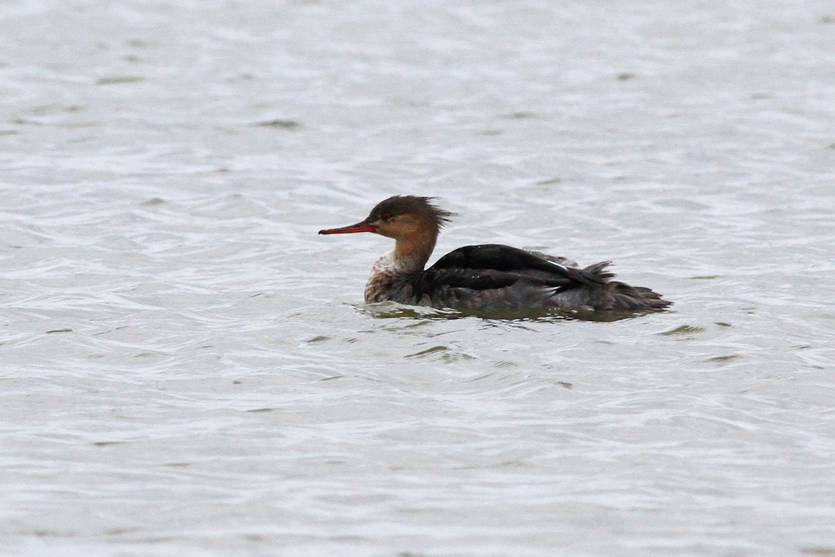 Red-breasted Merganser - Michael McCloy
