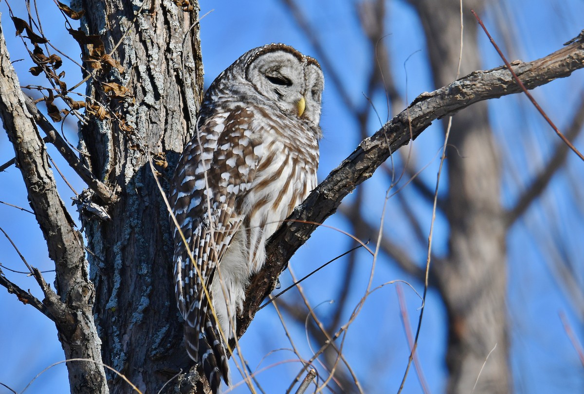 Barred Owl - André Lanouette