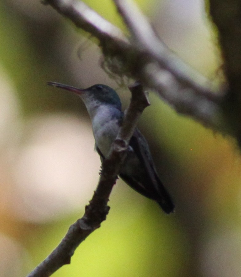 Violet-bellied Hummingbird - Bradley Waggoner