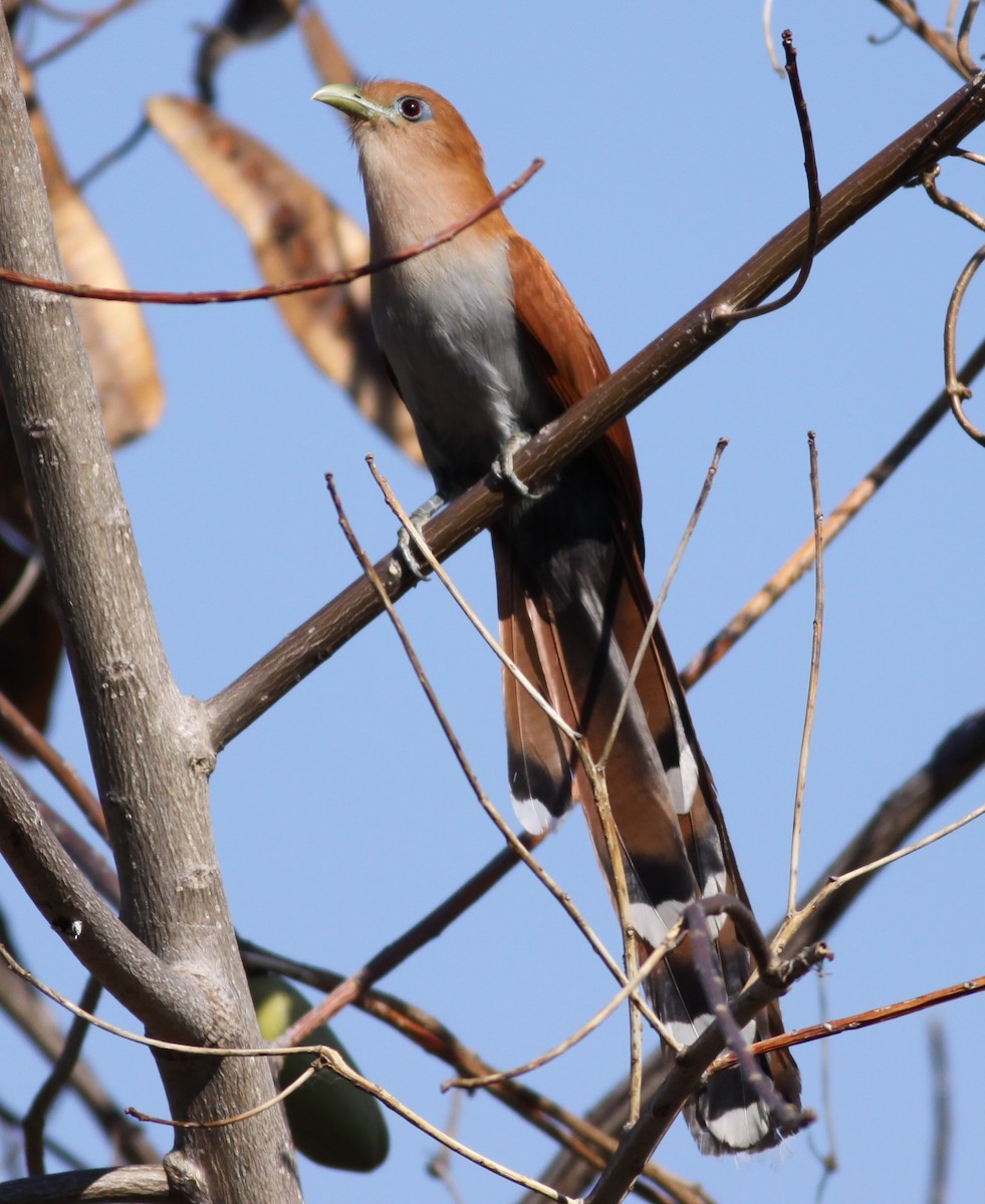 Squirrel Cuckoo (West Mexico) - Bradley Waggoner