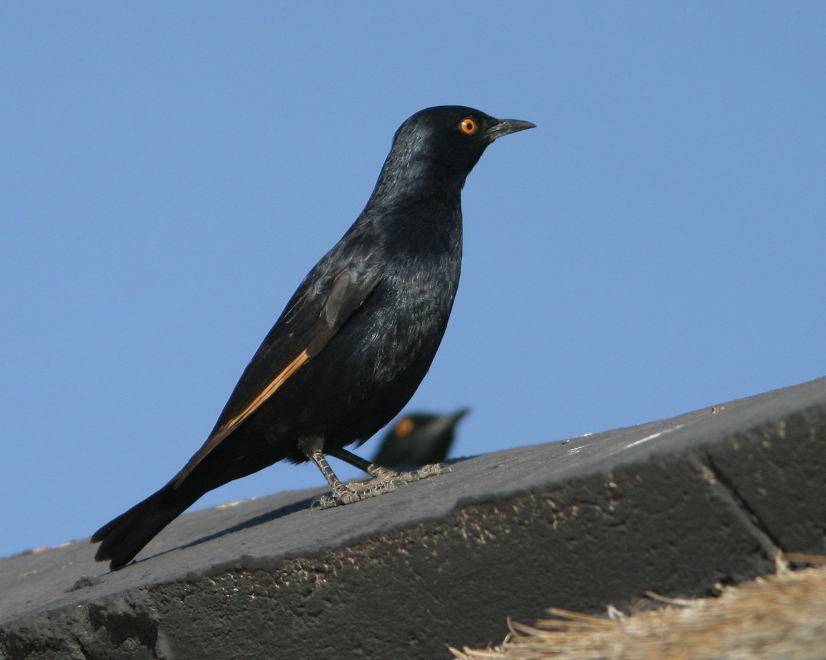 Pale-winged Starling - ML127349601