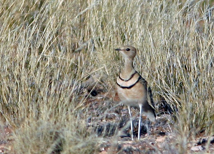 Double-banded Courser - Don Roberson