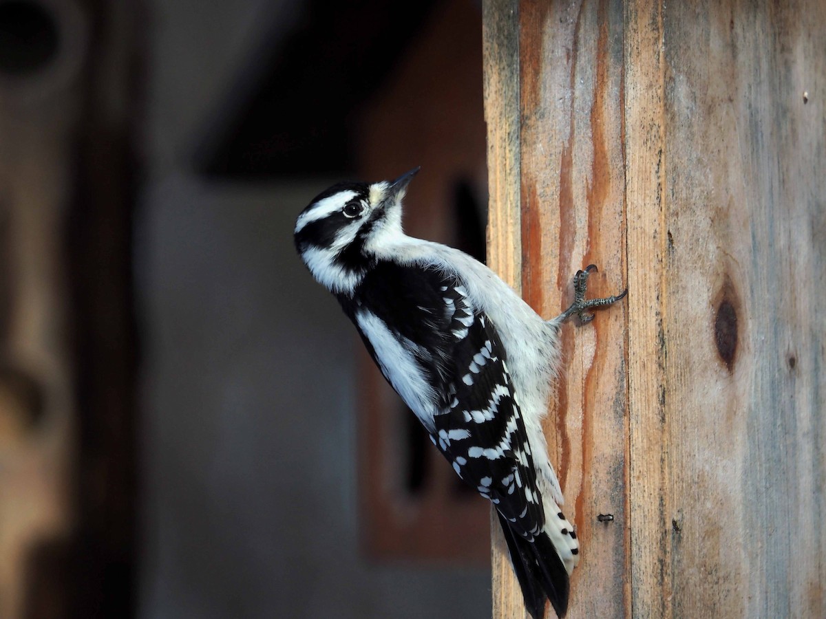 Downy Woodpecker - Pierre Pesant