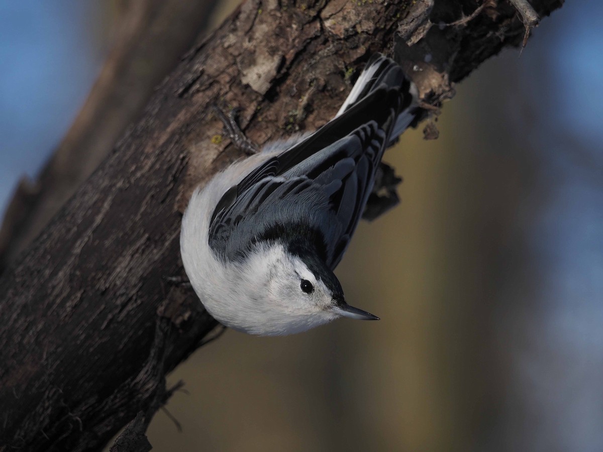 White-breasted Nuthatch - Pierre Pesant