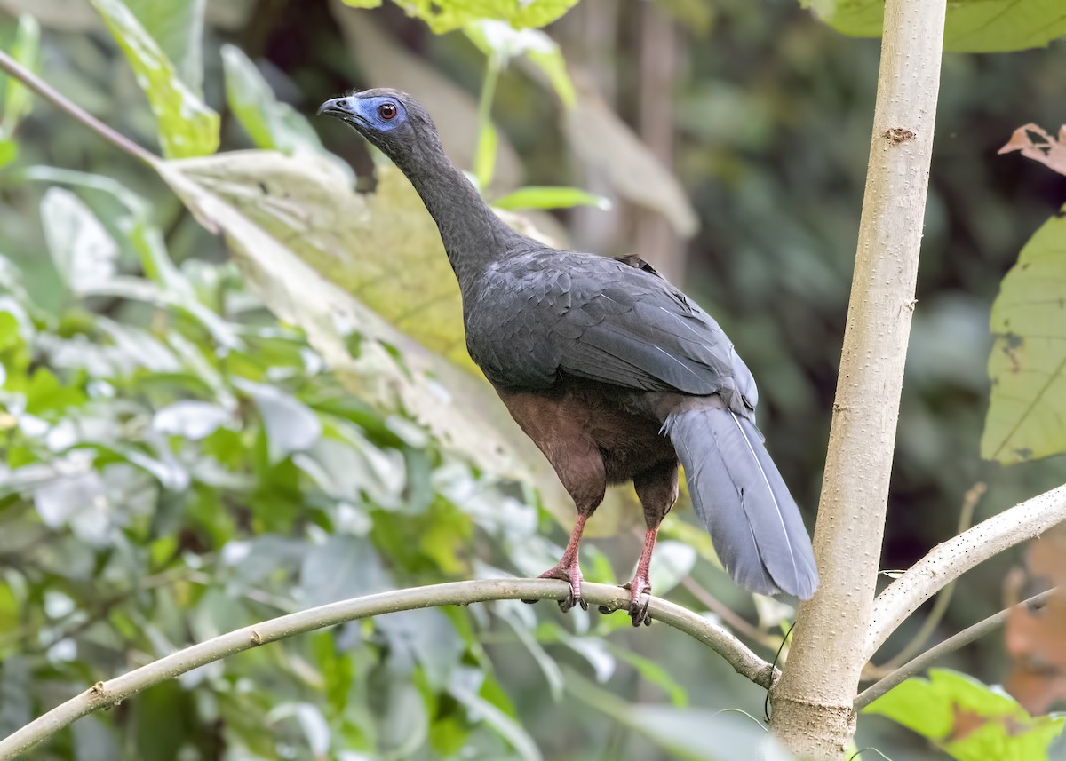 Sickle-winged Guan - ML127352841