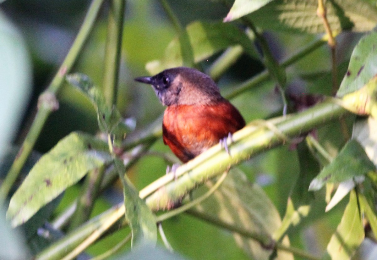 Rufous-breasted Spinetail - Bradley Waggoner