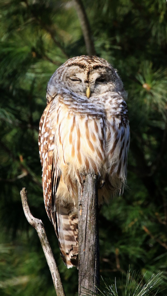 Barred Owl - ML127359011