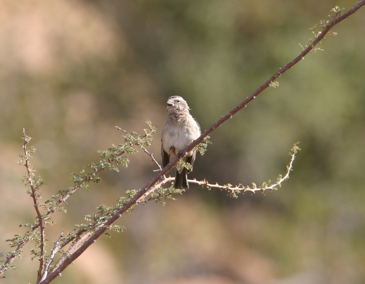 White-throated Canary - ML127359051