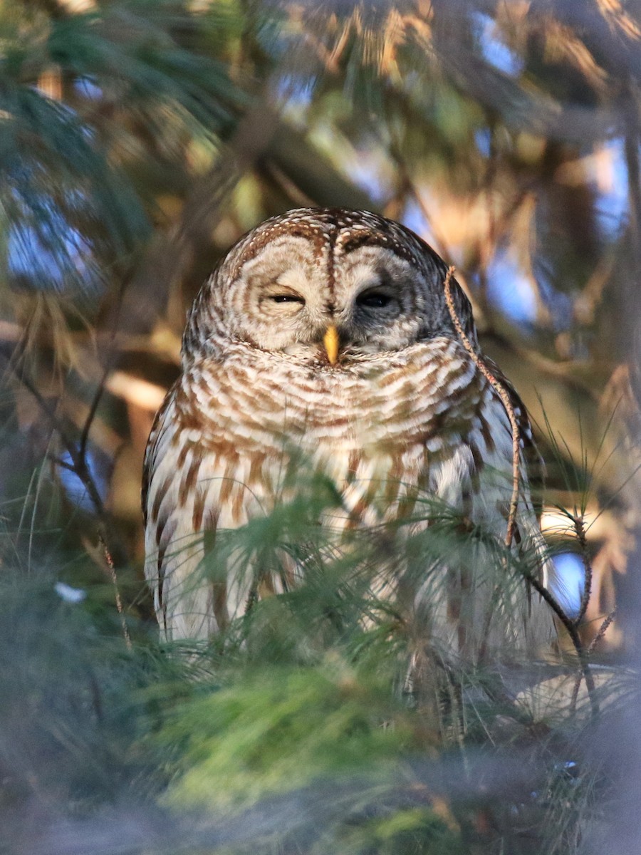 Barred Owl - Denis Tétreault